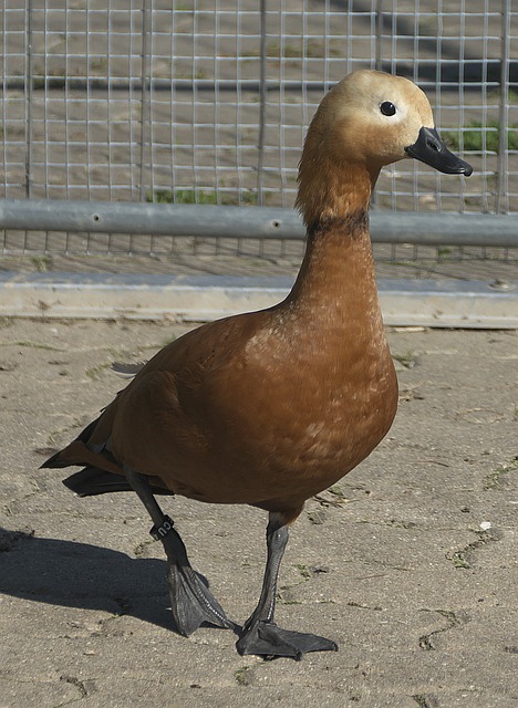 处理同样决